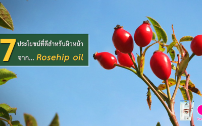 7 ประโยชน์ของ ” Rosehip oil ” ที่ดีสำหรับผิวหน้า